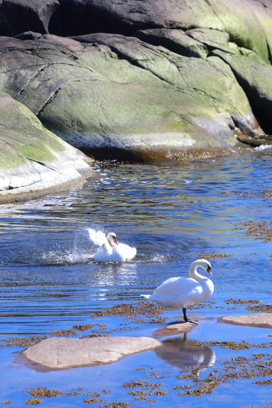 Photo of swans.