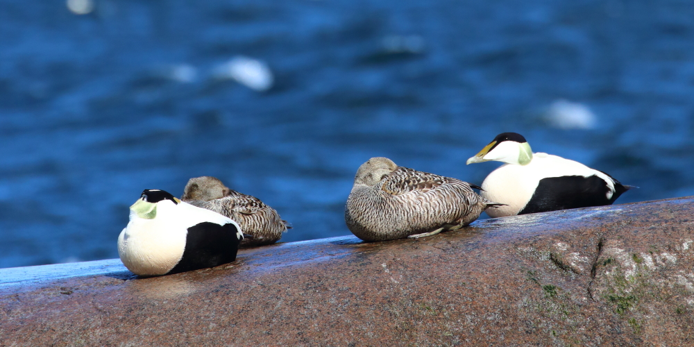 Eider ducks on granite cliffs by the sea